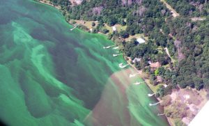 An overhead shot of Lake Petenwell soaked in blue-green algae. (Courtesy Rhonda Carrell)
