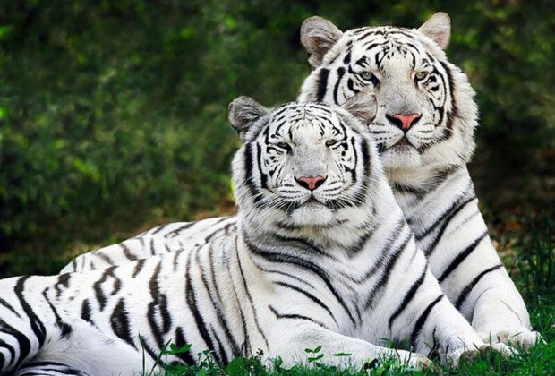 CWSF White Tigers