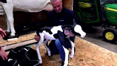 Calf birthing simulator