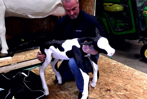 Calf birthing simulator