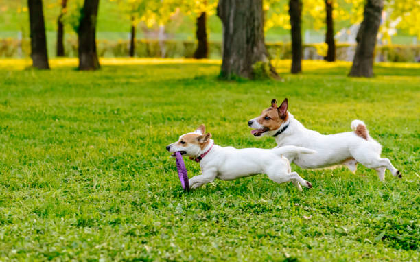 Pair of Jack Russell Terriers at evening spring park